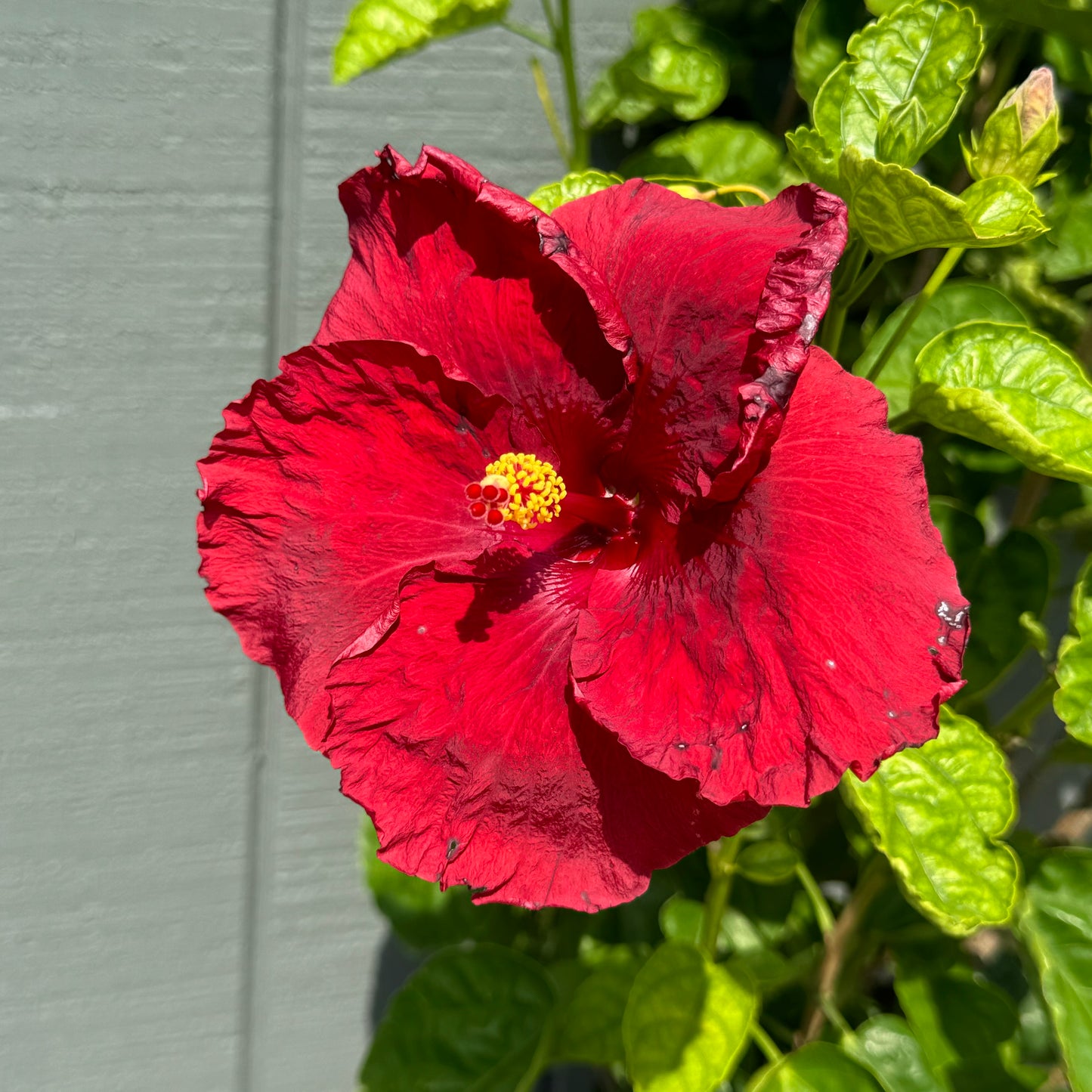 Hibiscus