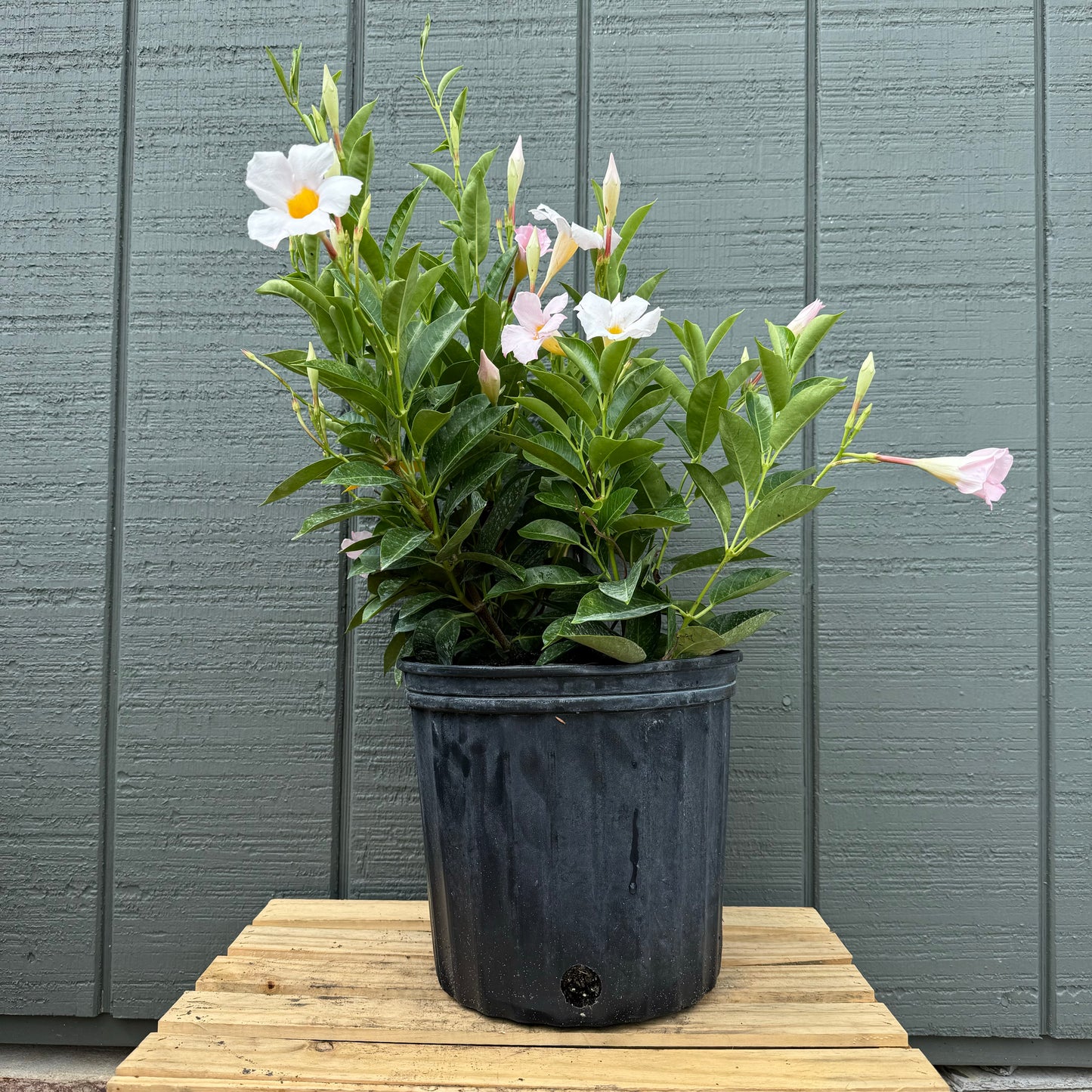 Dipladenia