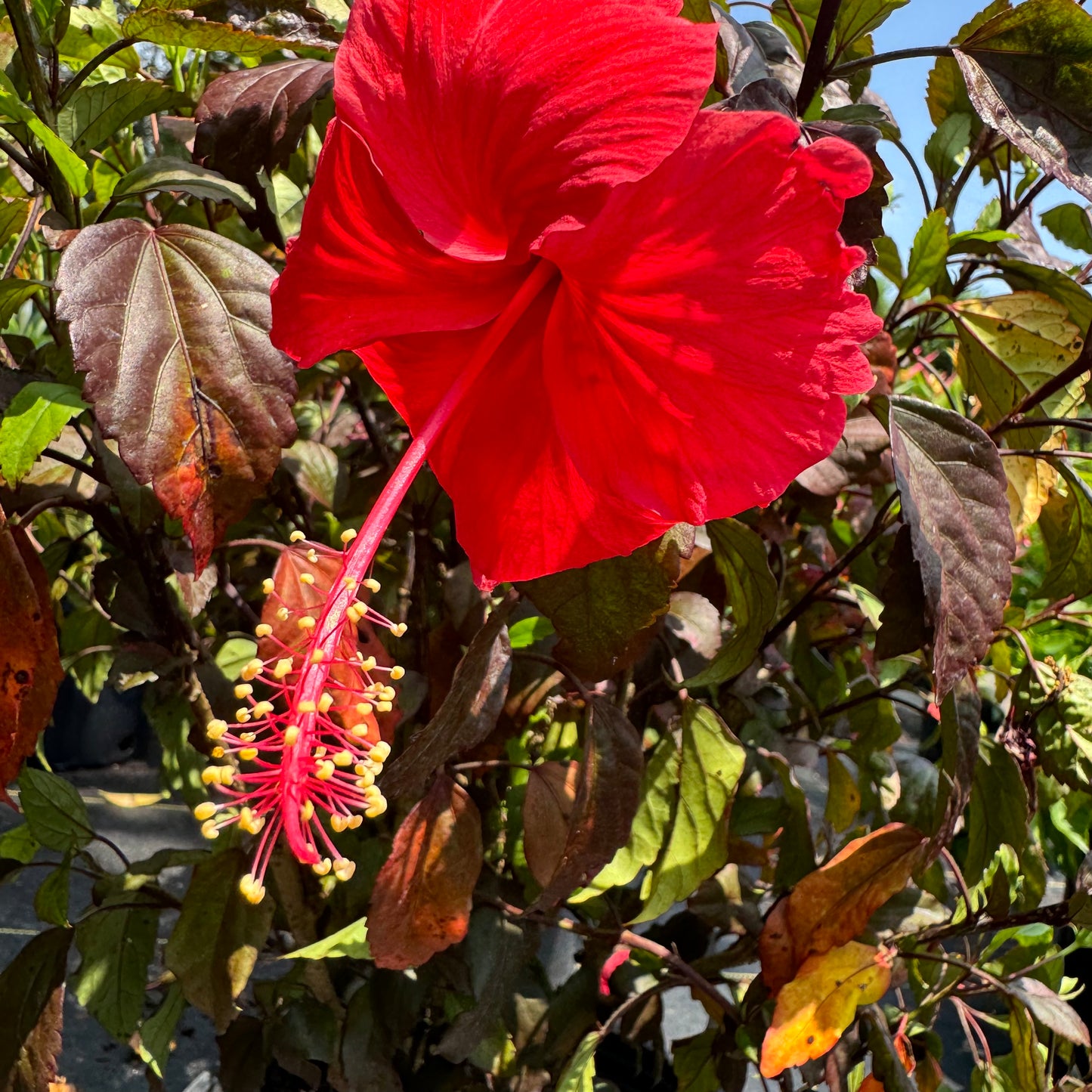 Hibiscus