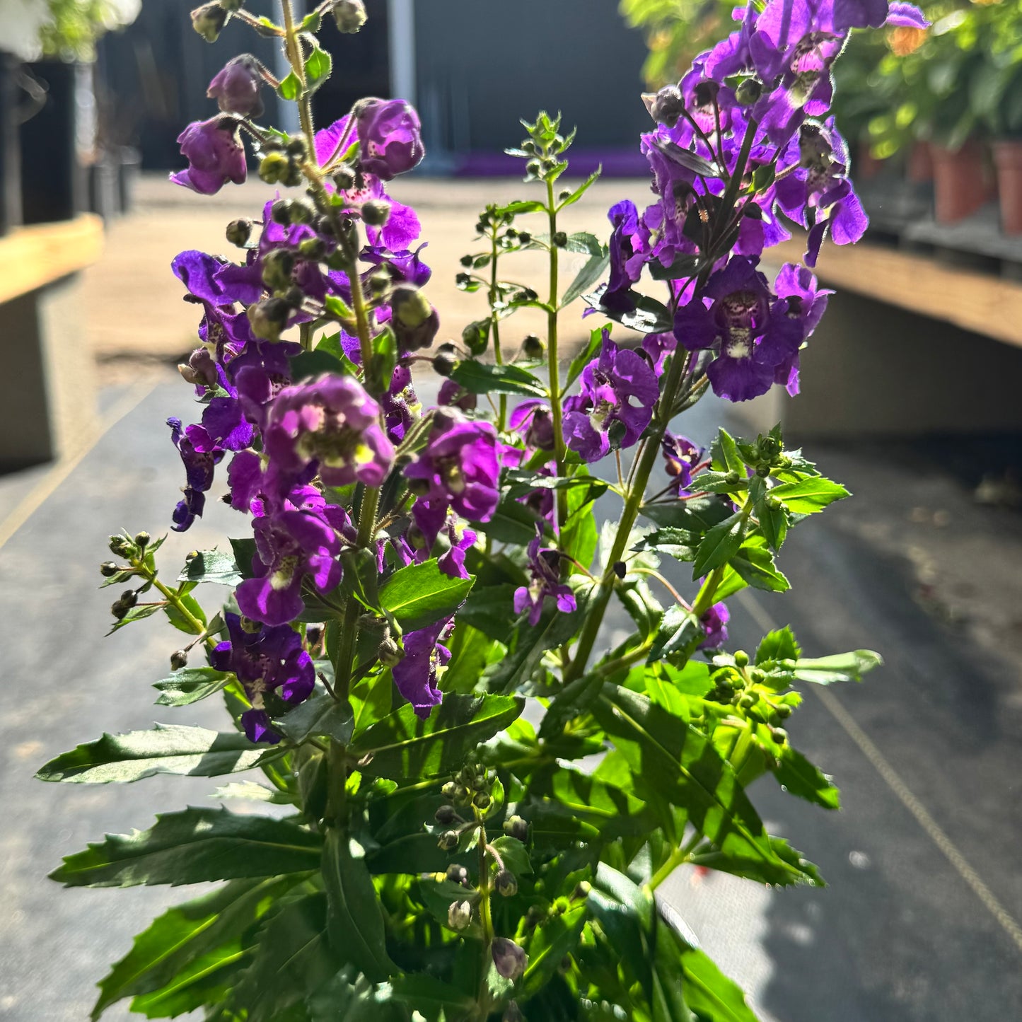 Angelonia