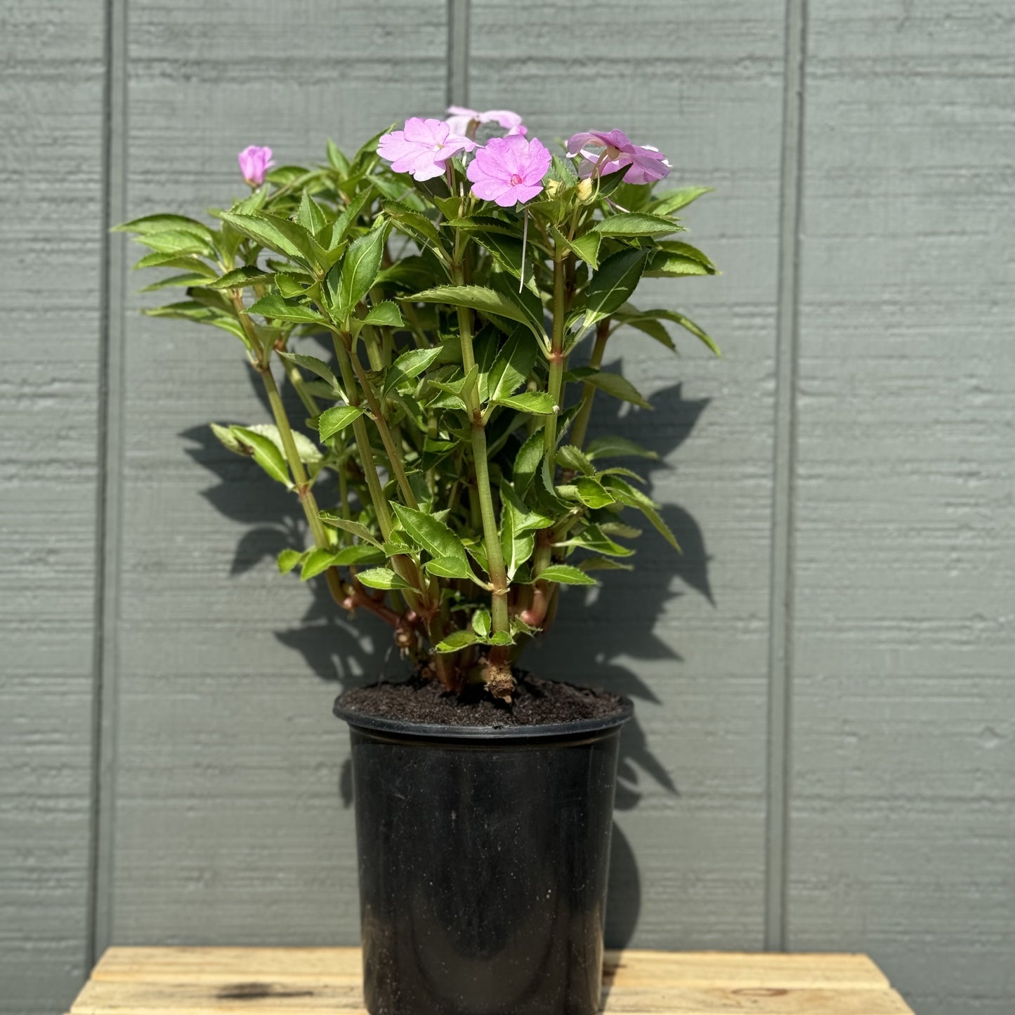 Impatiens Sunpatiens