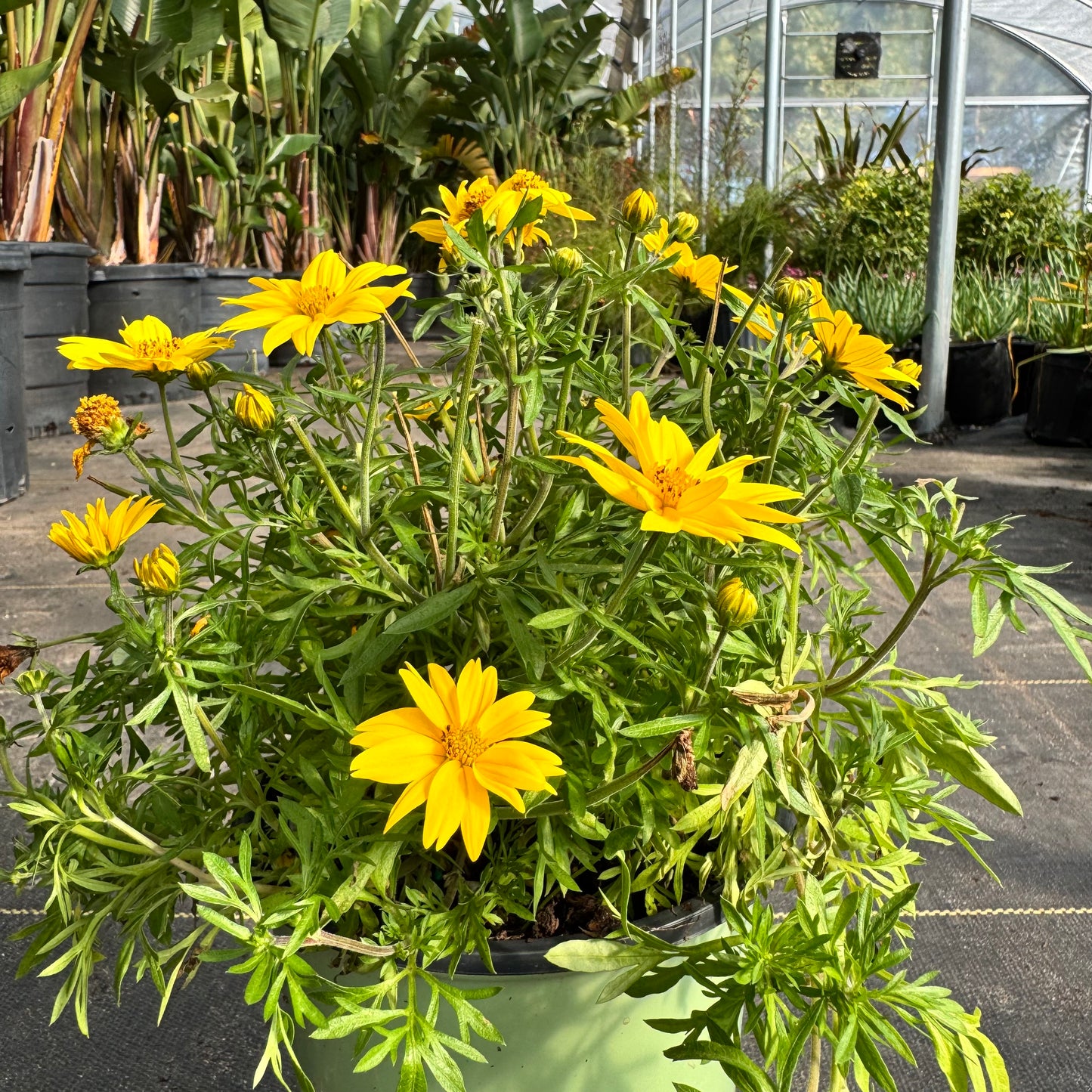 Bidens 'Popstar'