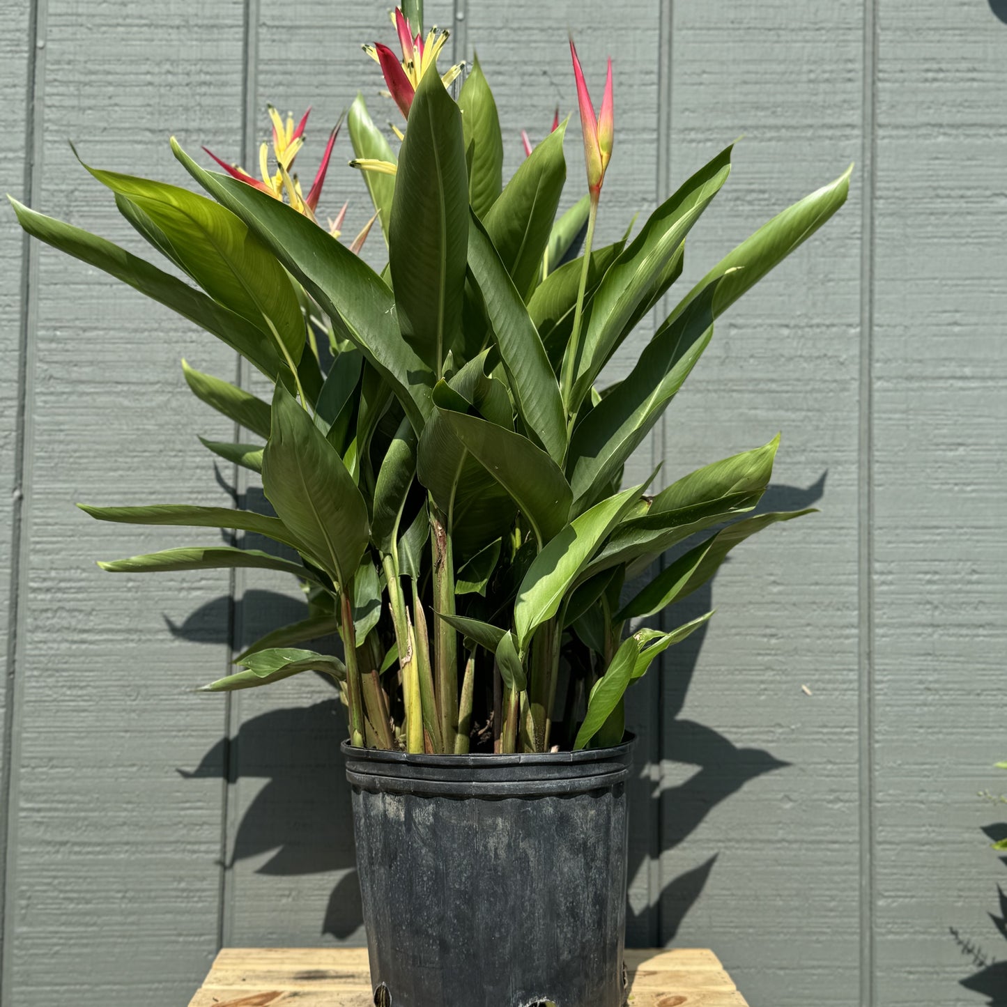 Heliconia