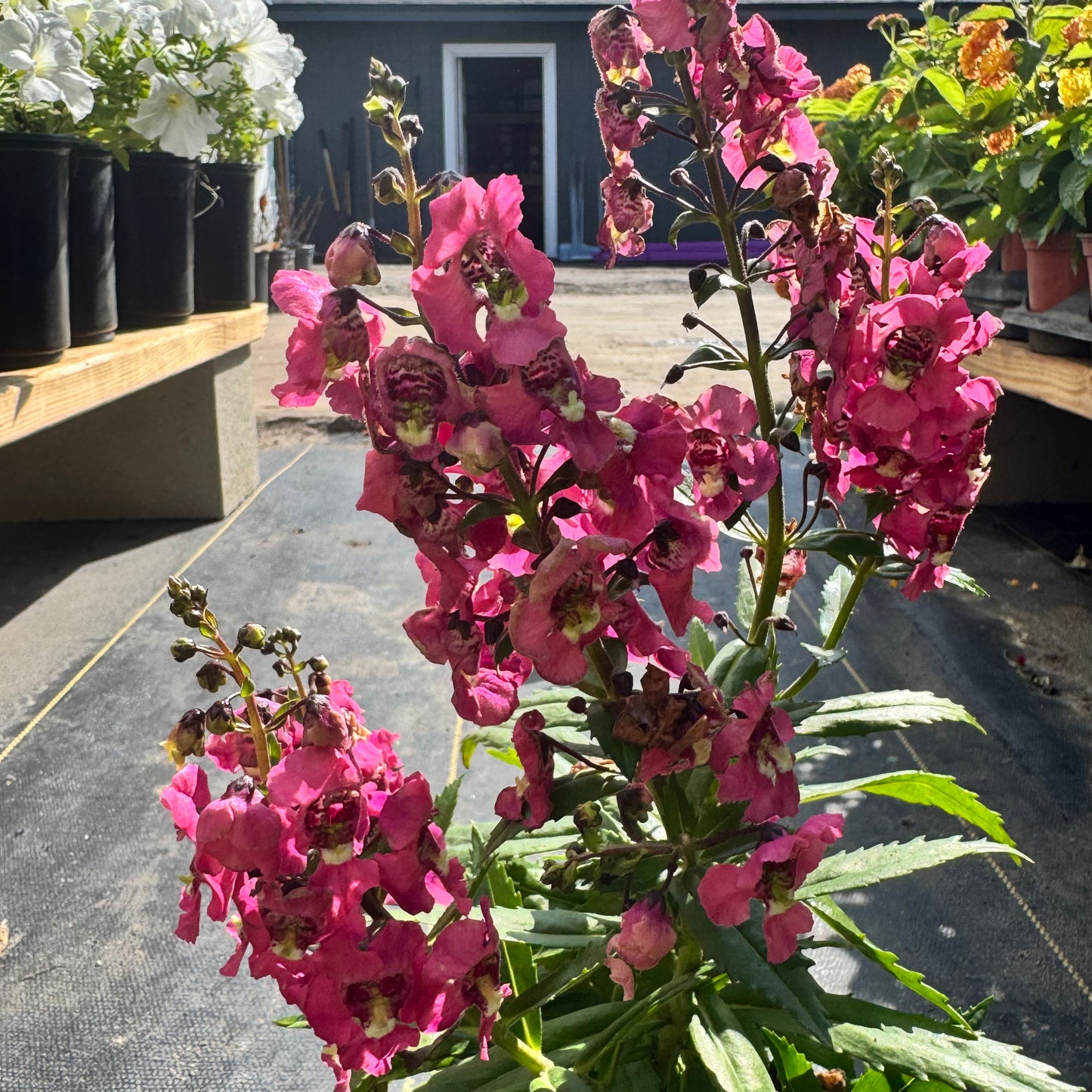Angelonia