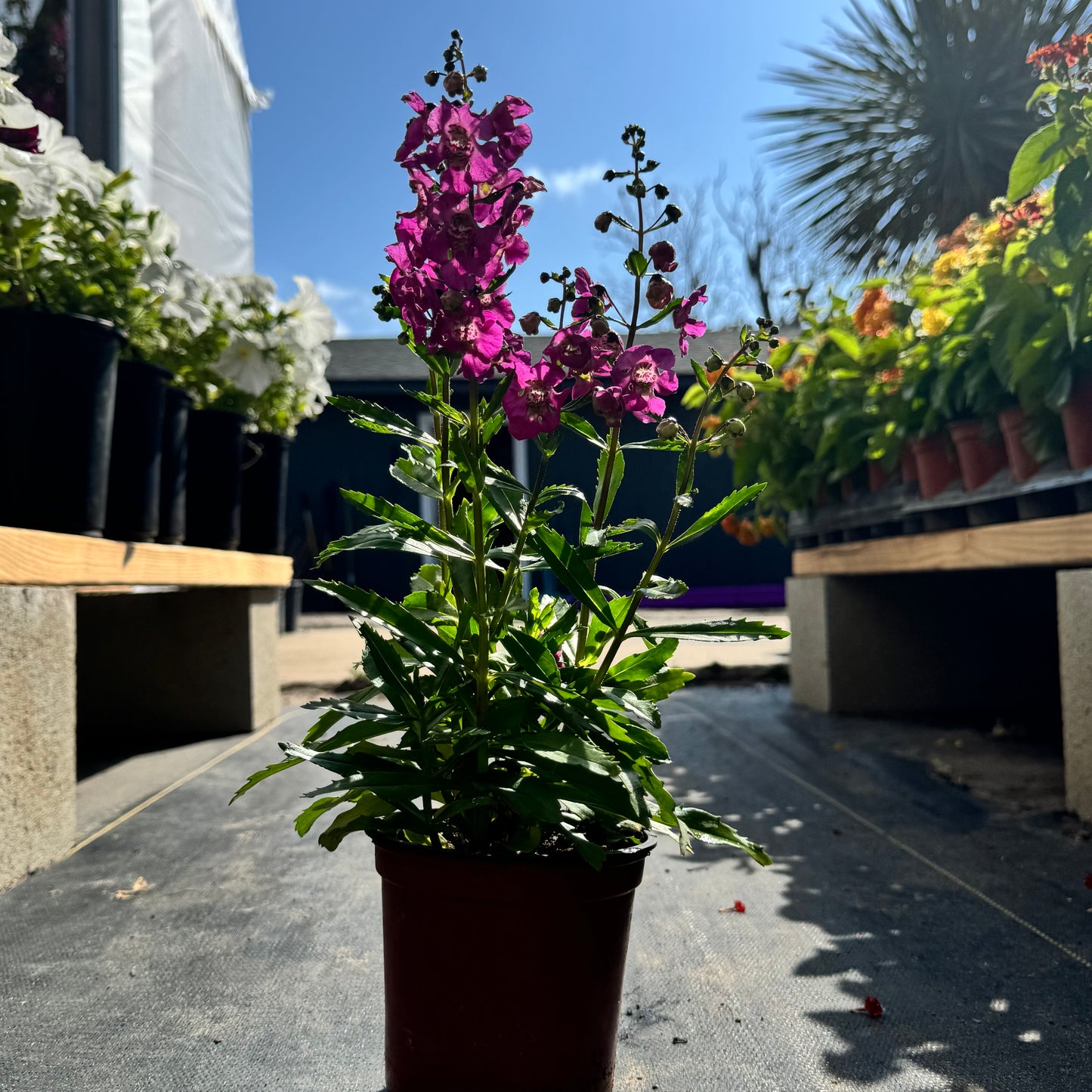 Angelonia