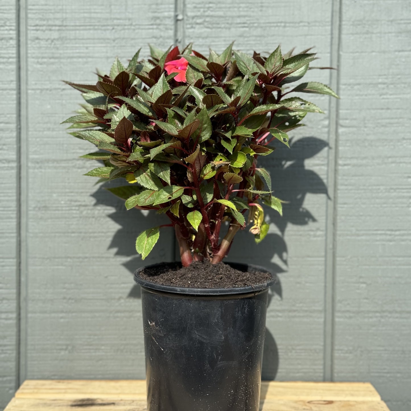 Impatiens Sunpatiens