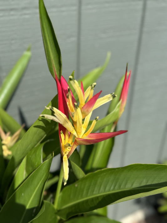 Heliconia