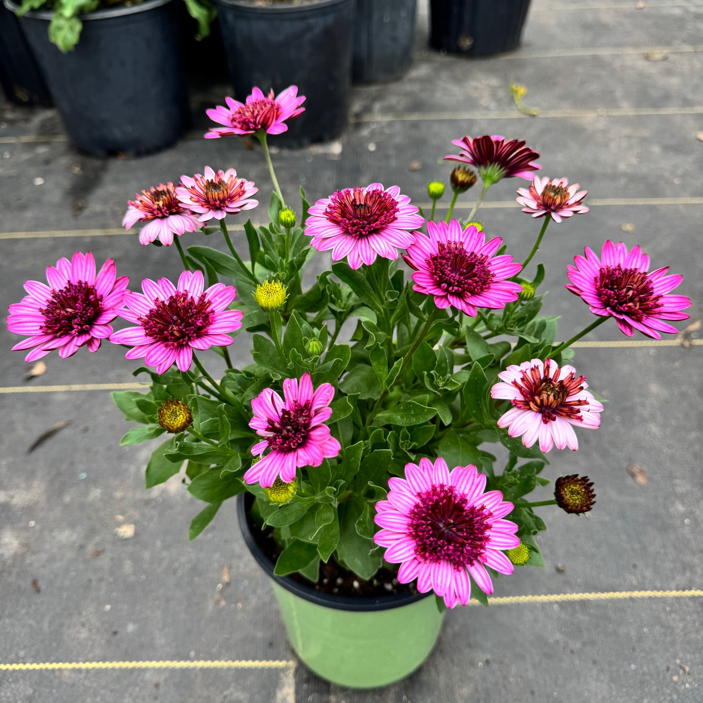 Osteospermum