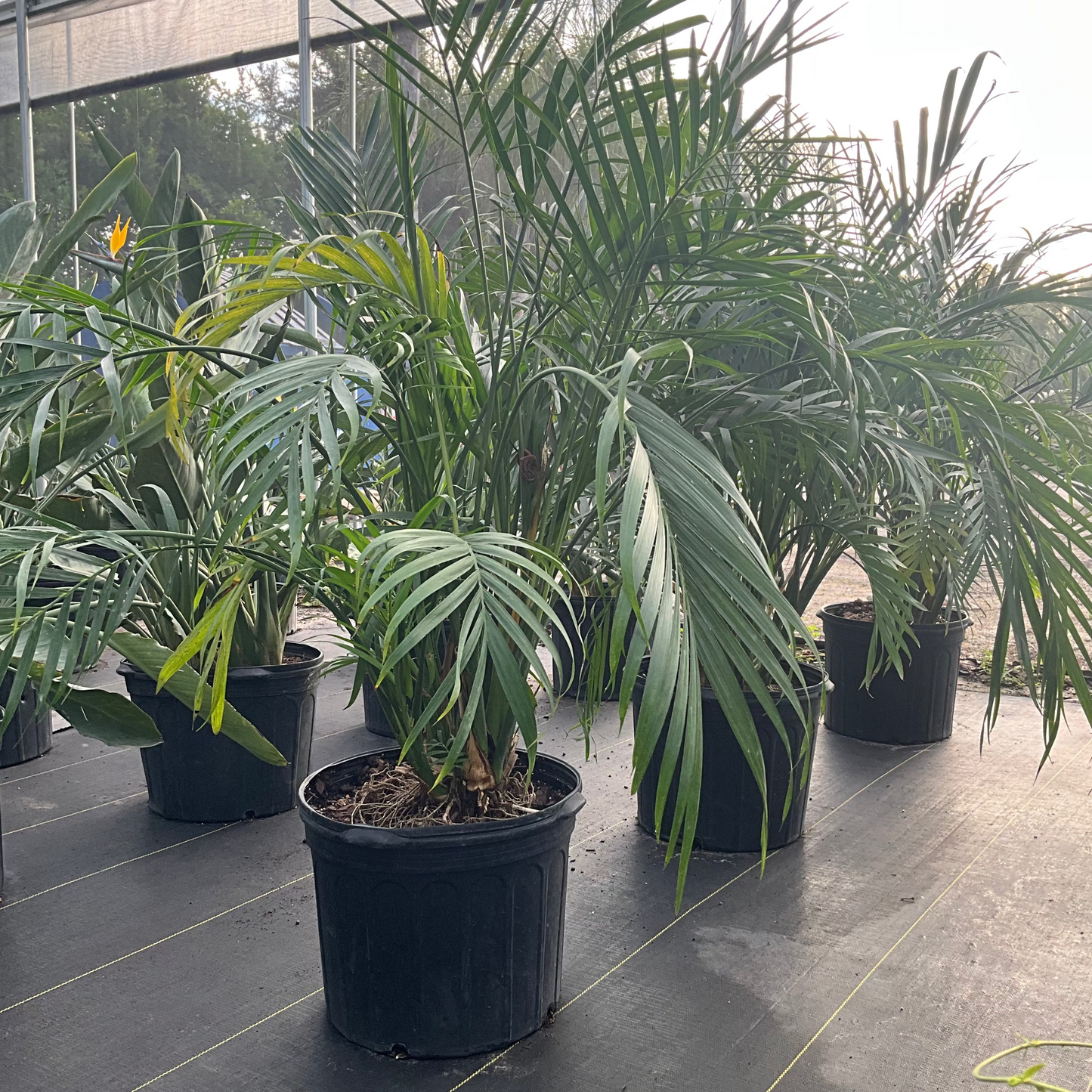 Cataractarum Palm