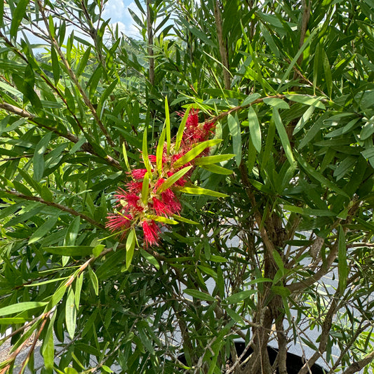 Bottlebrush Red Cluster
