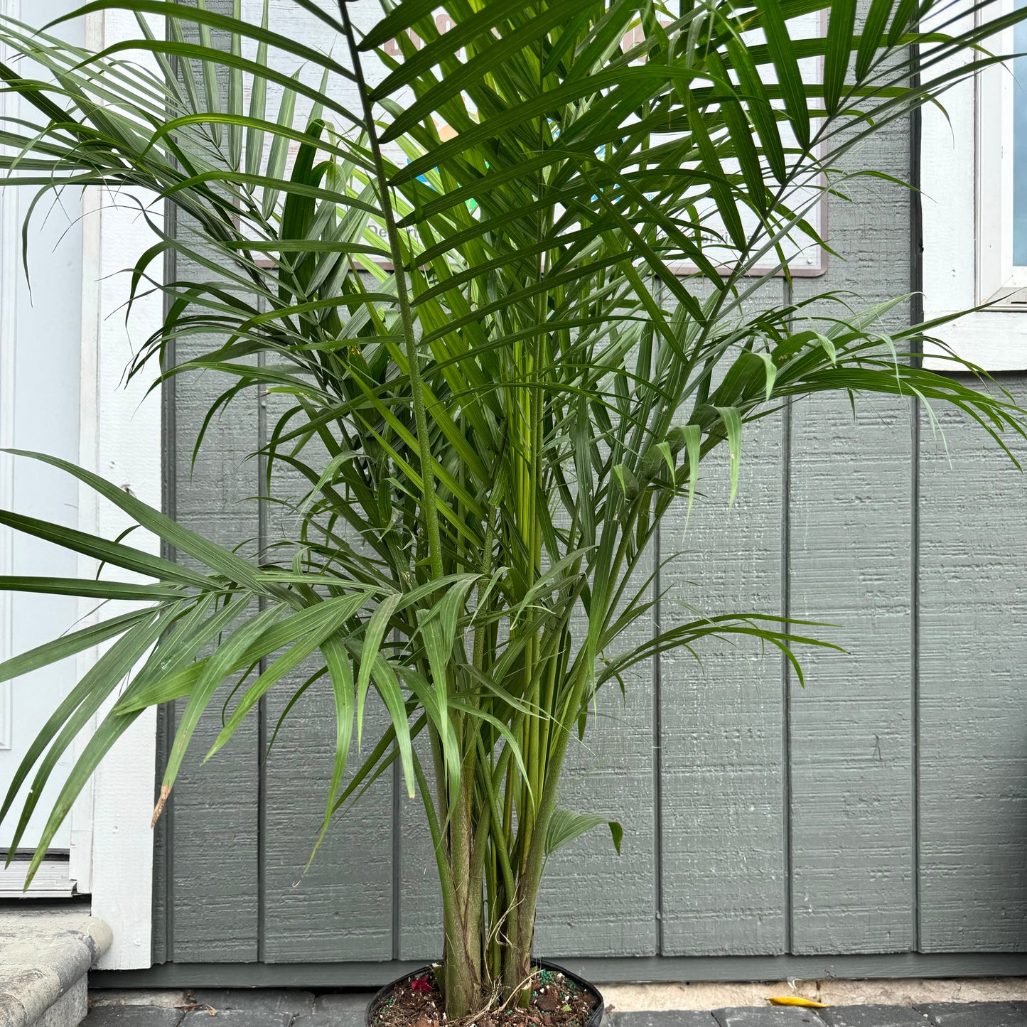 Majesty Palm