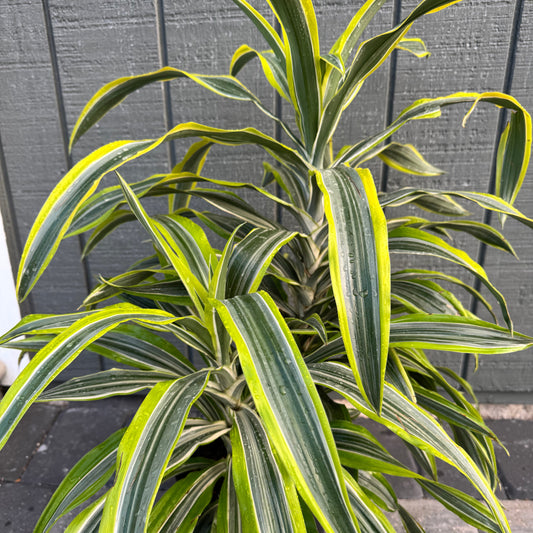Dracaena Reflexa
