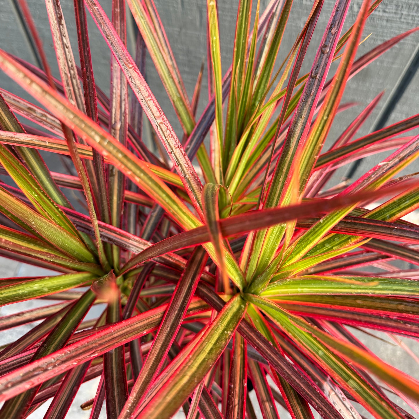 Dracaena Marginata