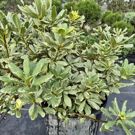 Jackfrost Ligustrum