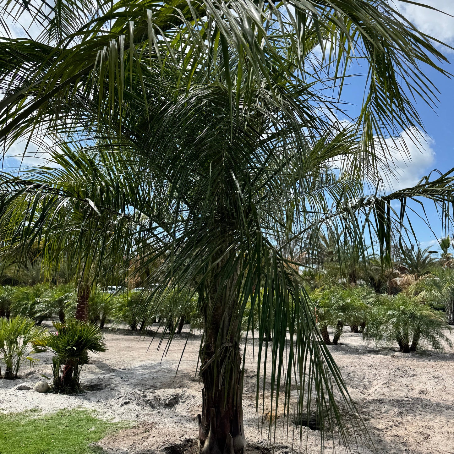 Mule Palm