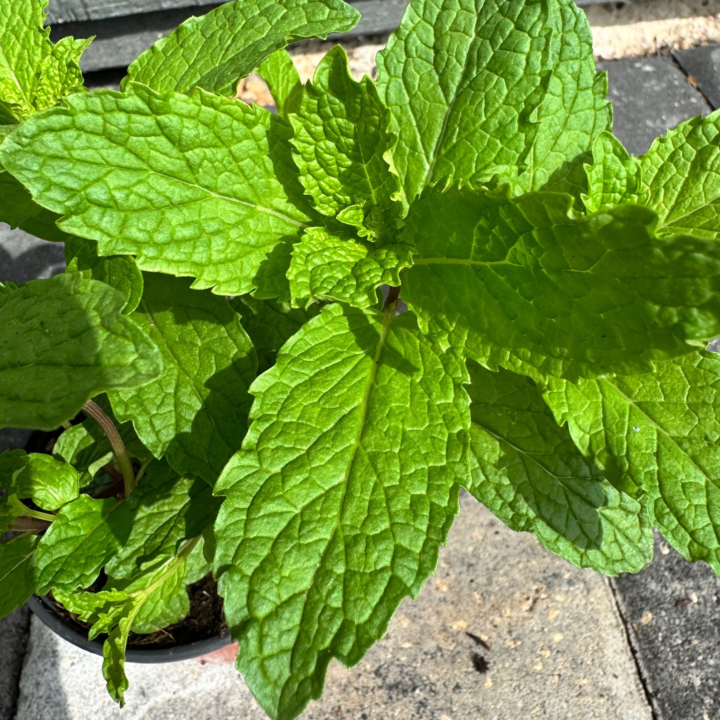 Mojito Mint