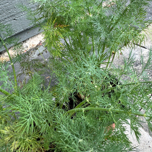 Dill Bouquet