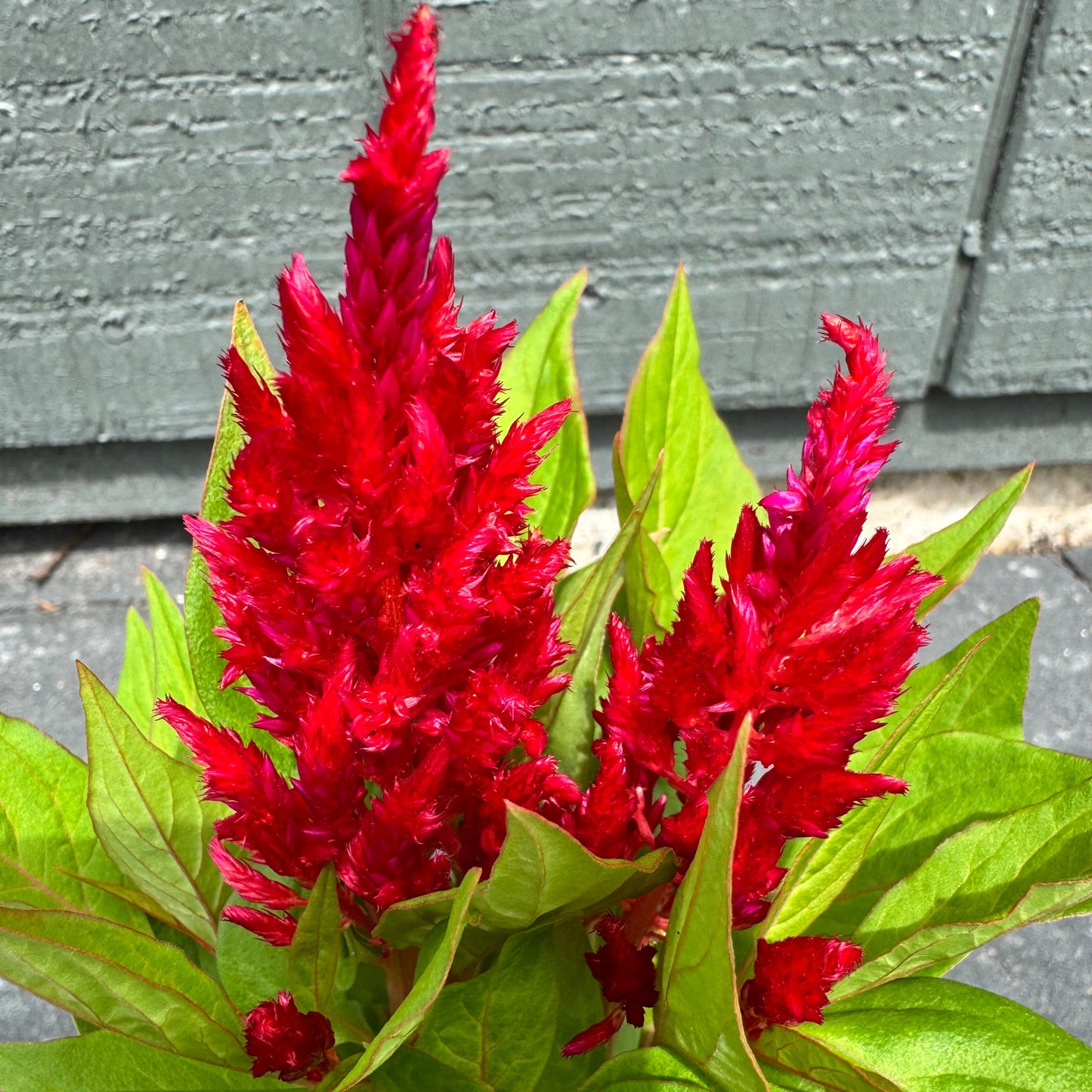 Celosia Flamma