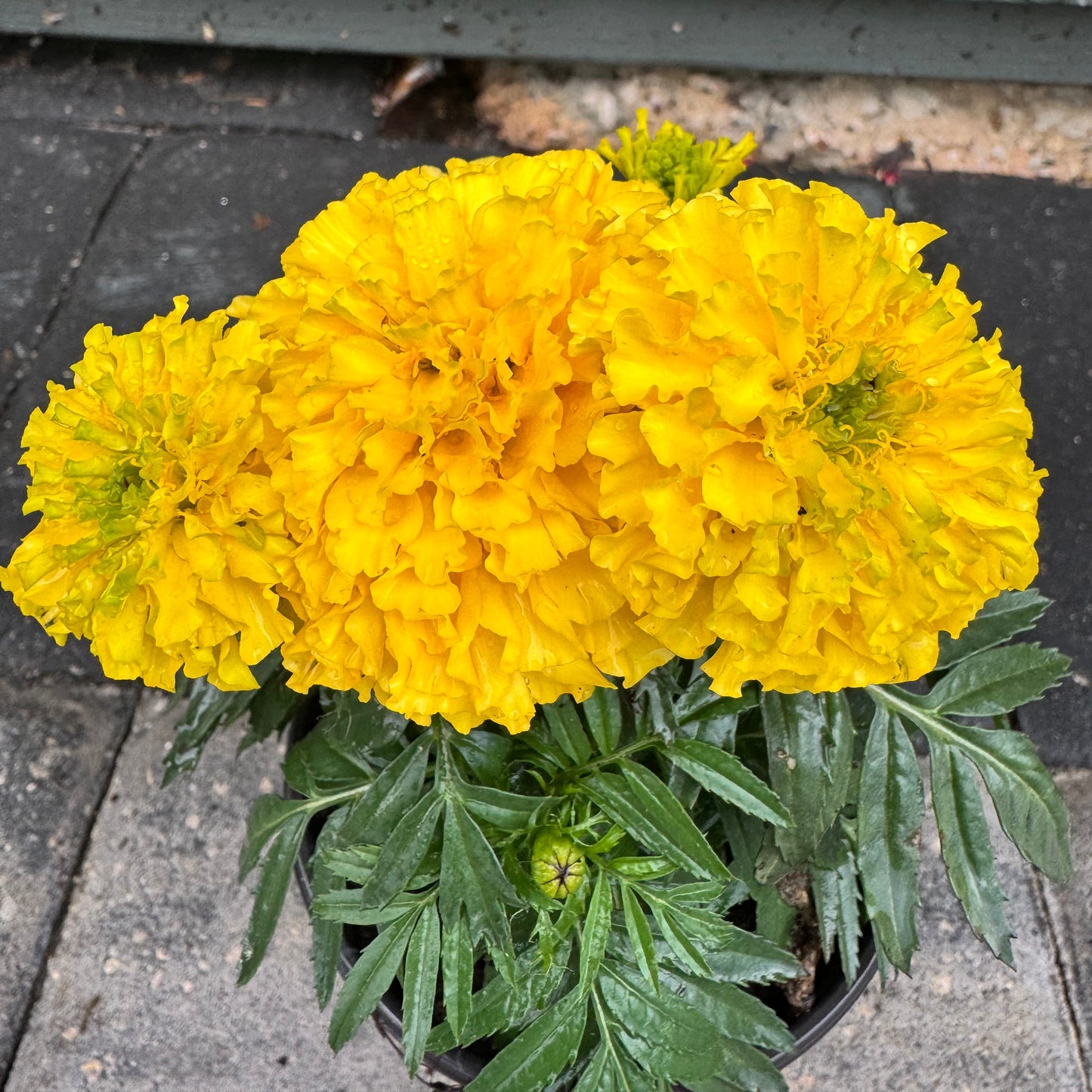 Marigolds Little Duck