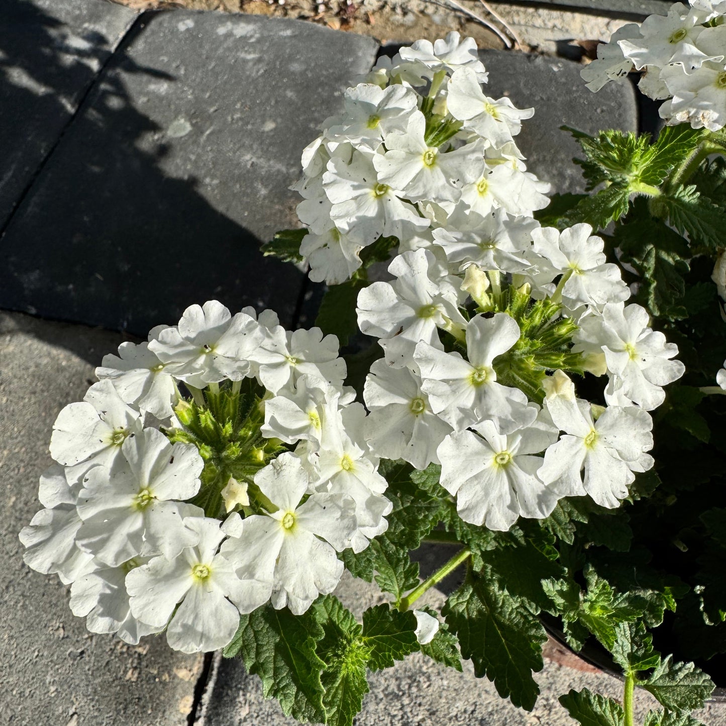 Verbena Vanessa