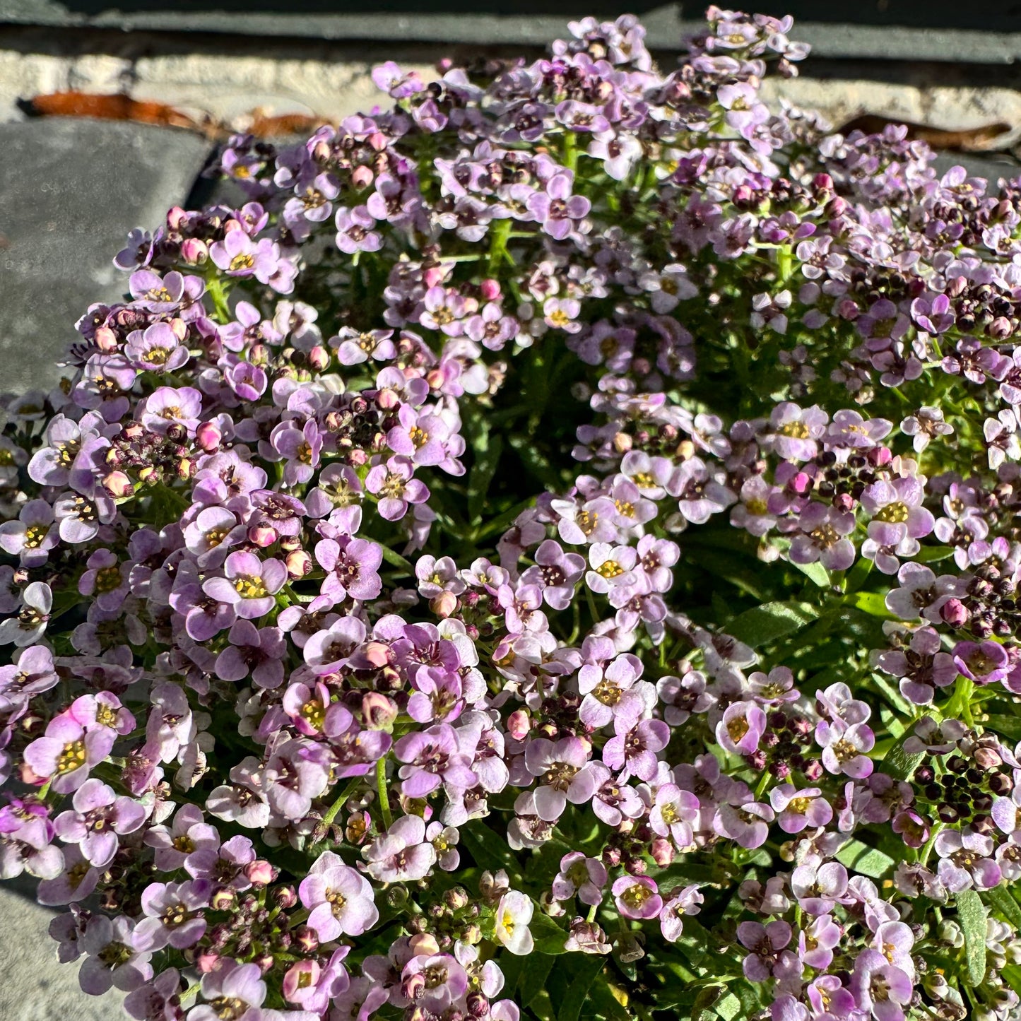 Alyssum