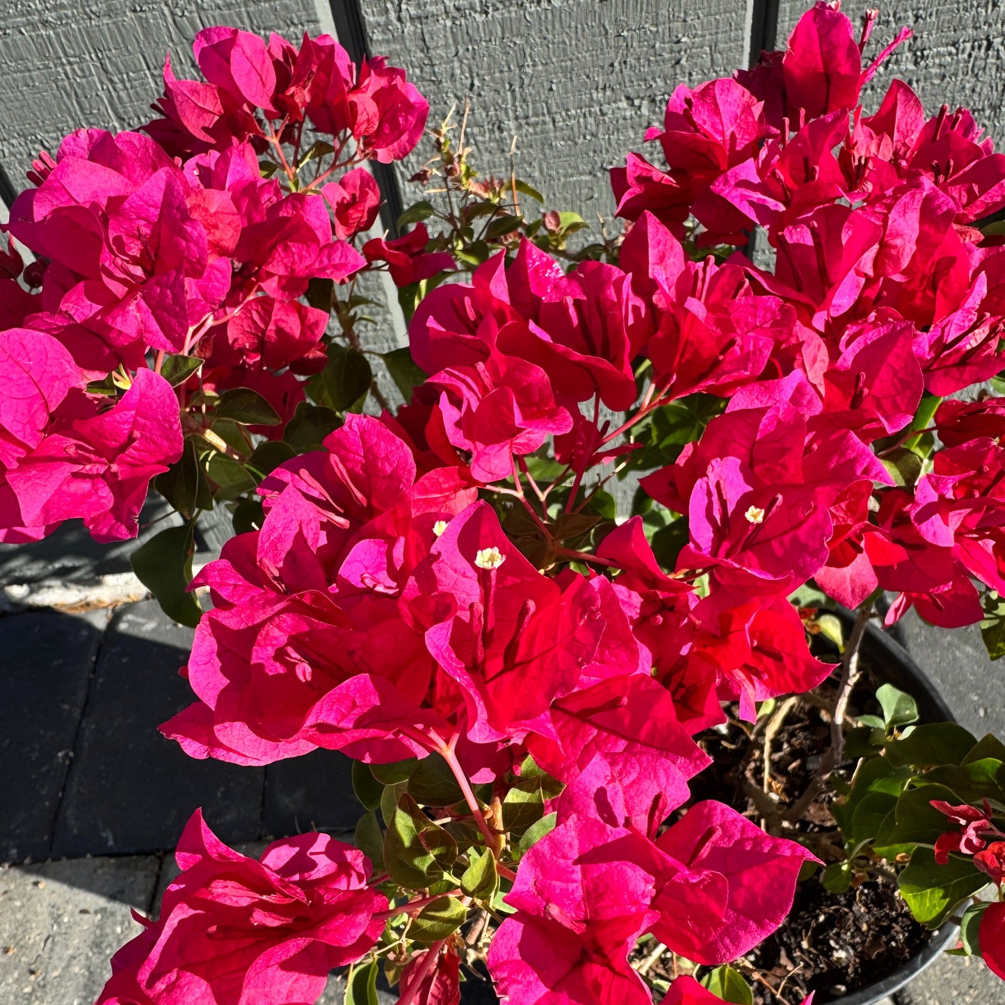 Bougainvillea