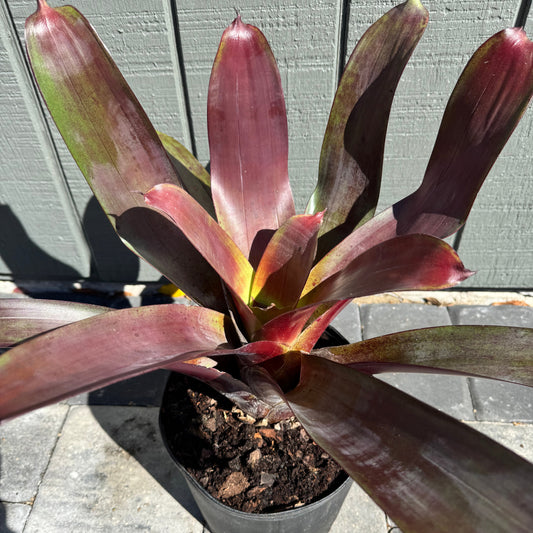 Bromeliad Imperialis