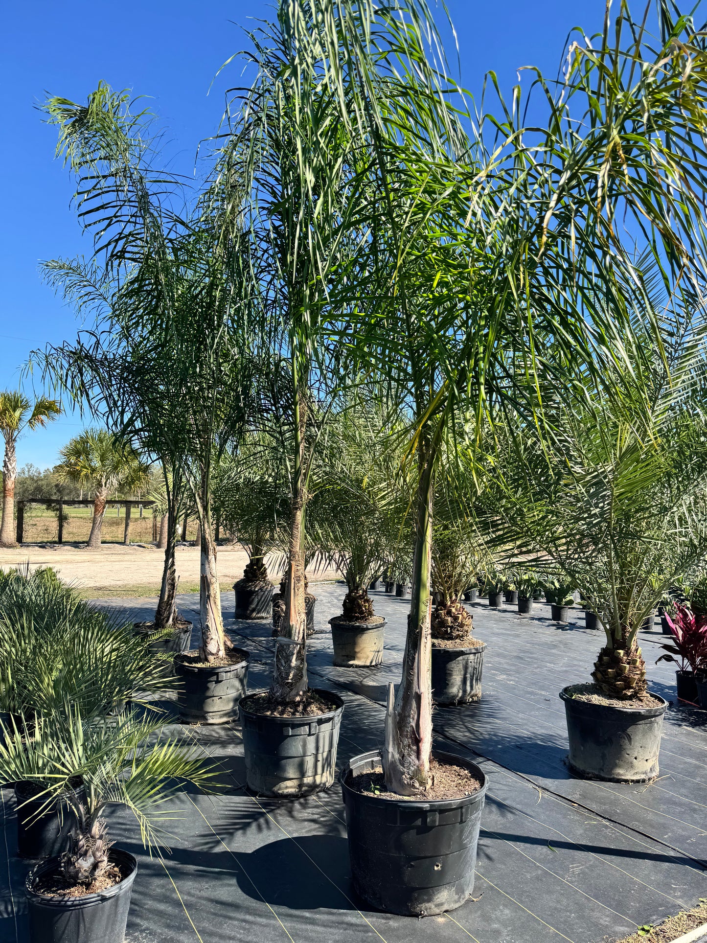 Queen Palm