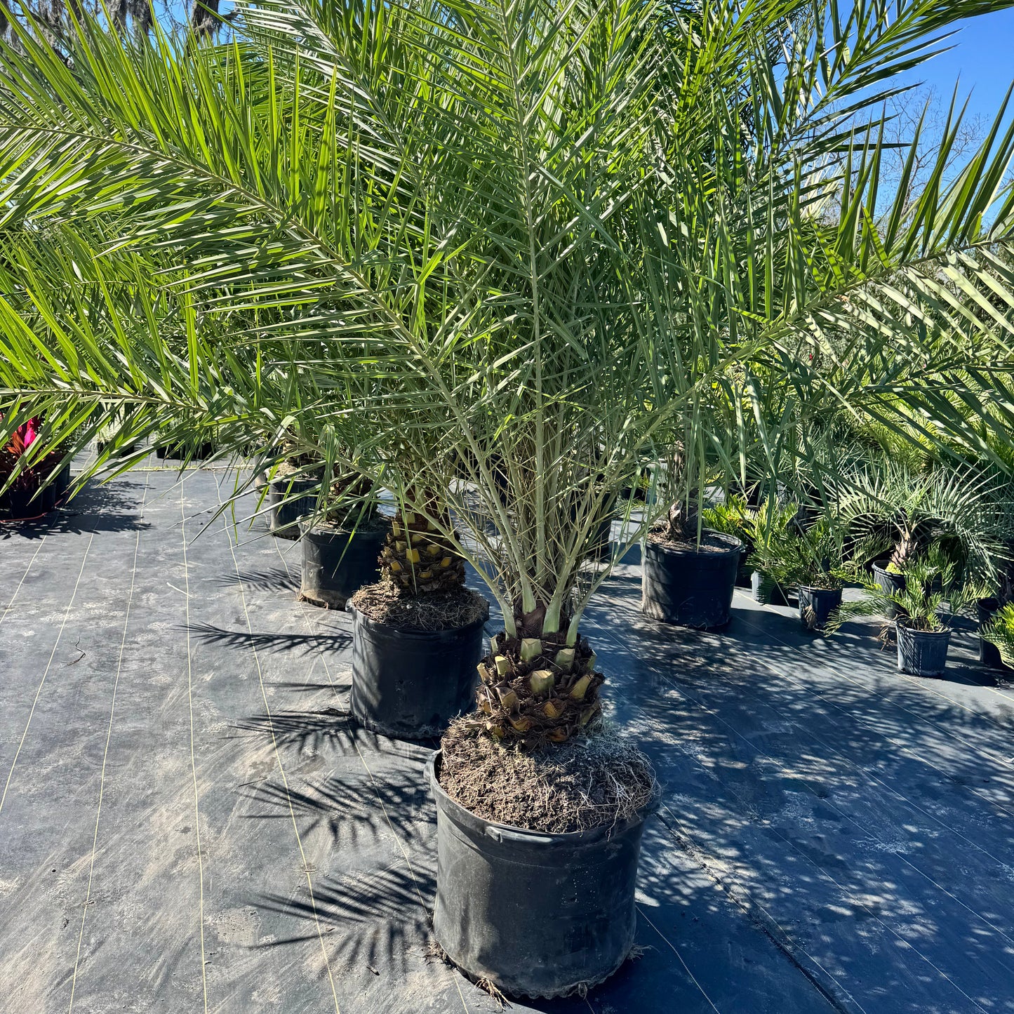 Sylvester Date Palm