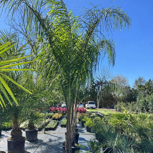 Queen Palm