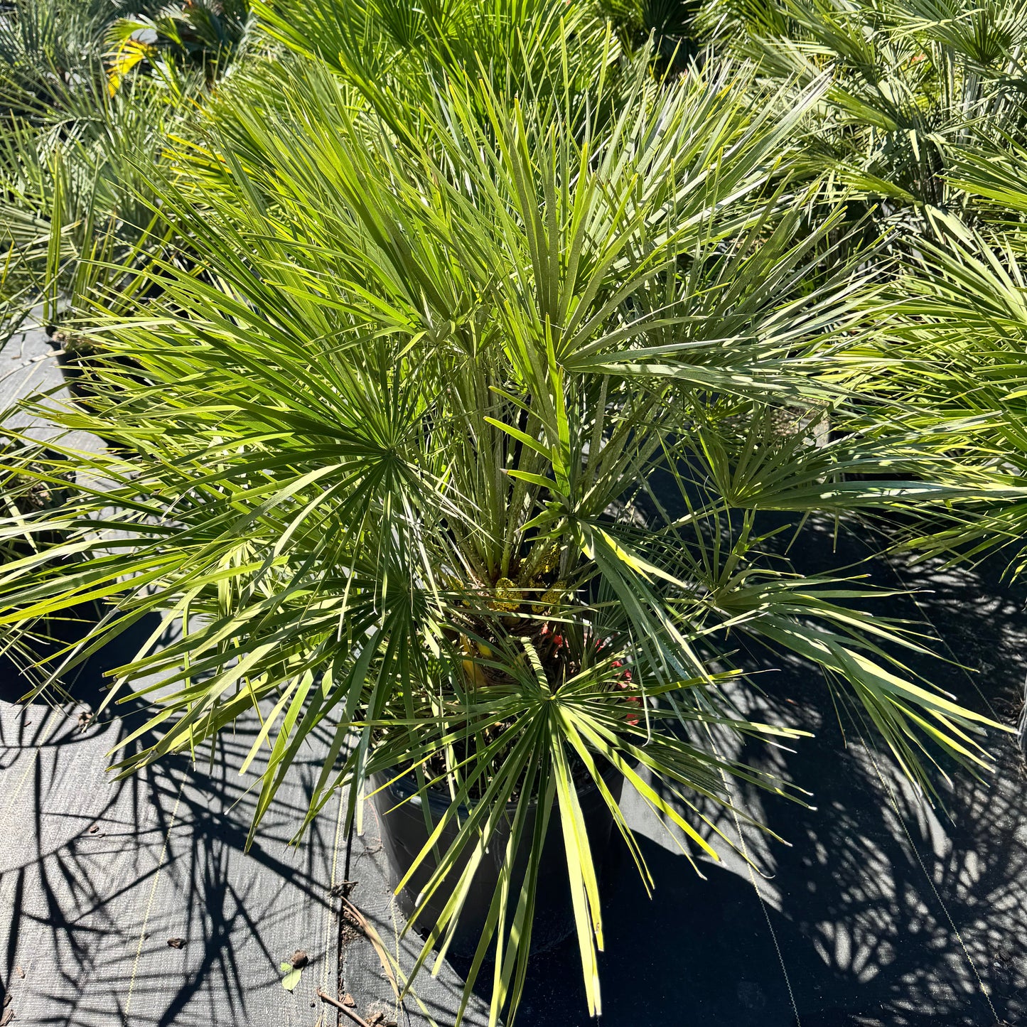 European Fan Palm