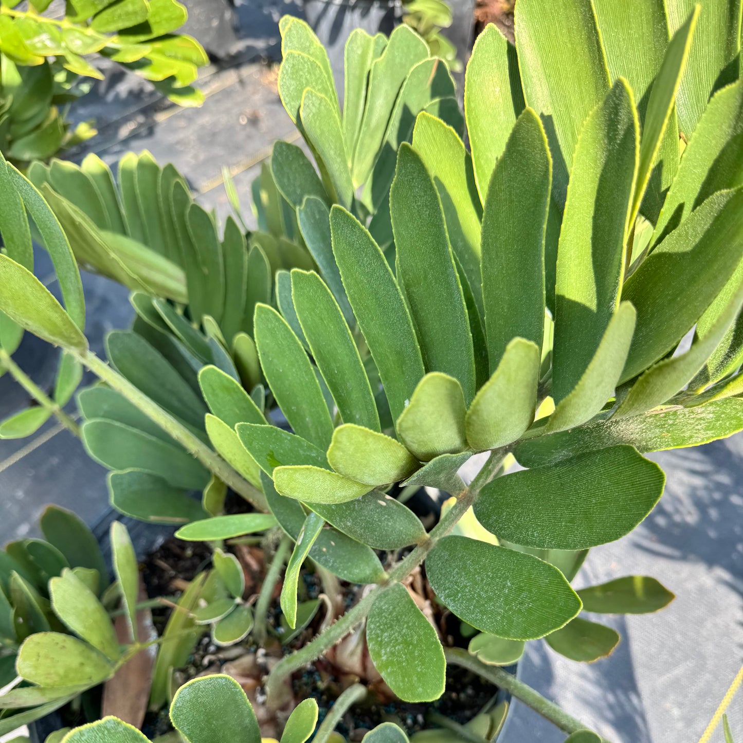 Zamia Cardboard Palm