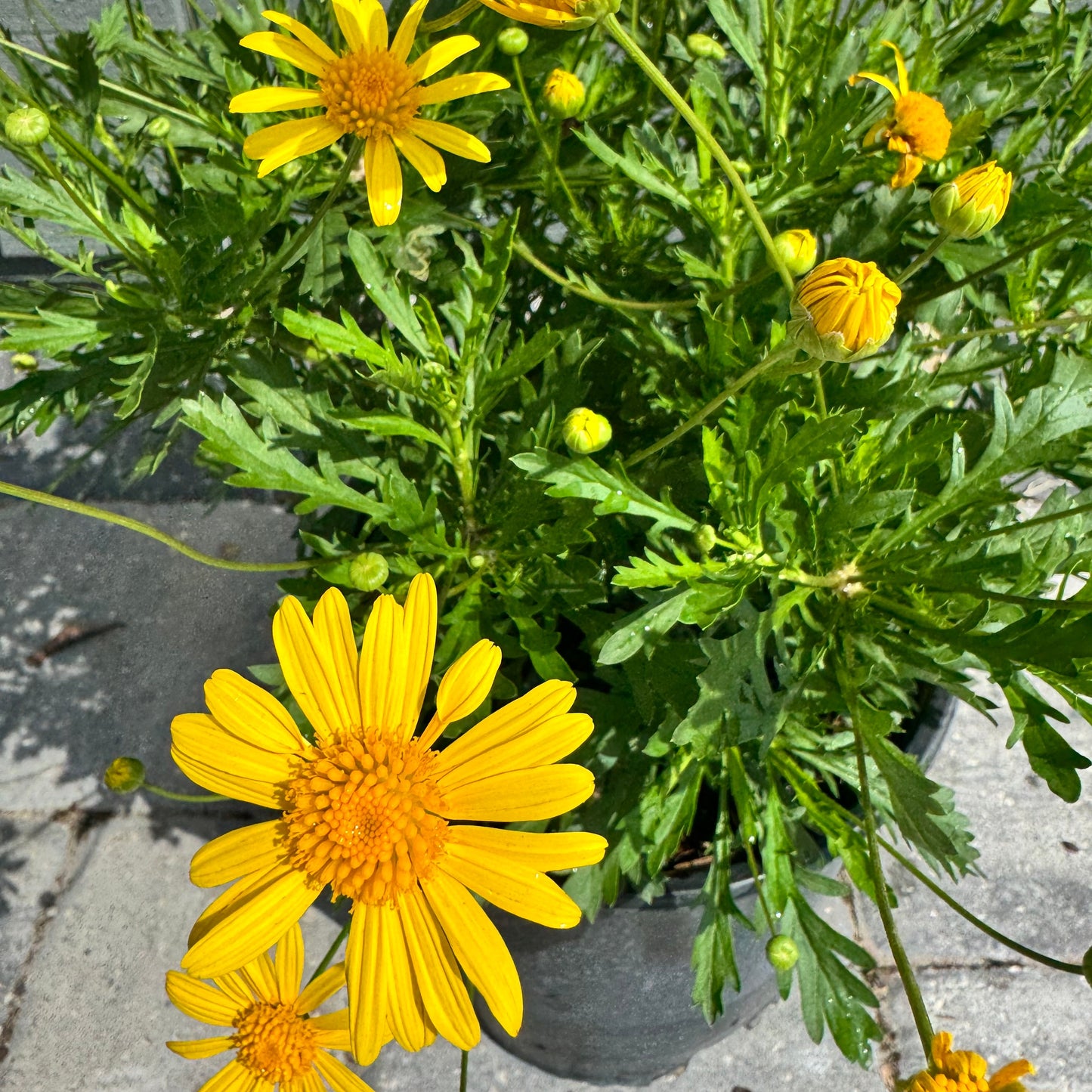 Bush Daisy