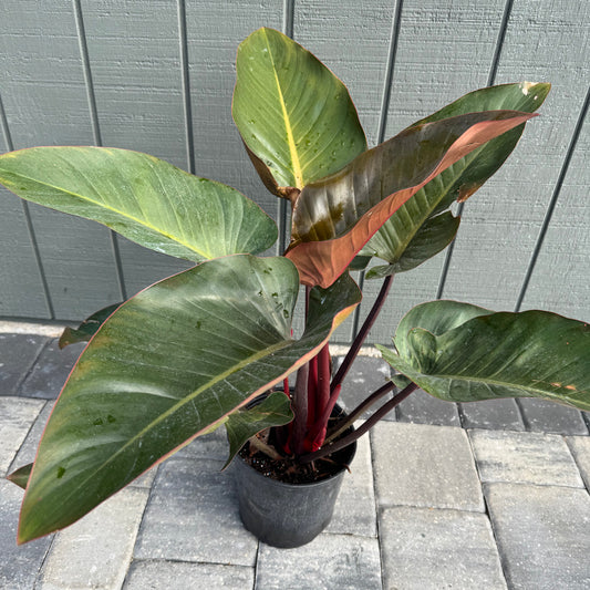 Philodendron Congo Rojo