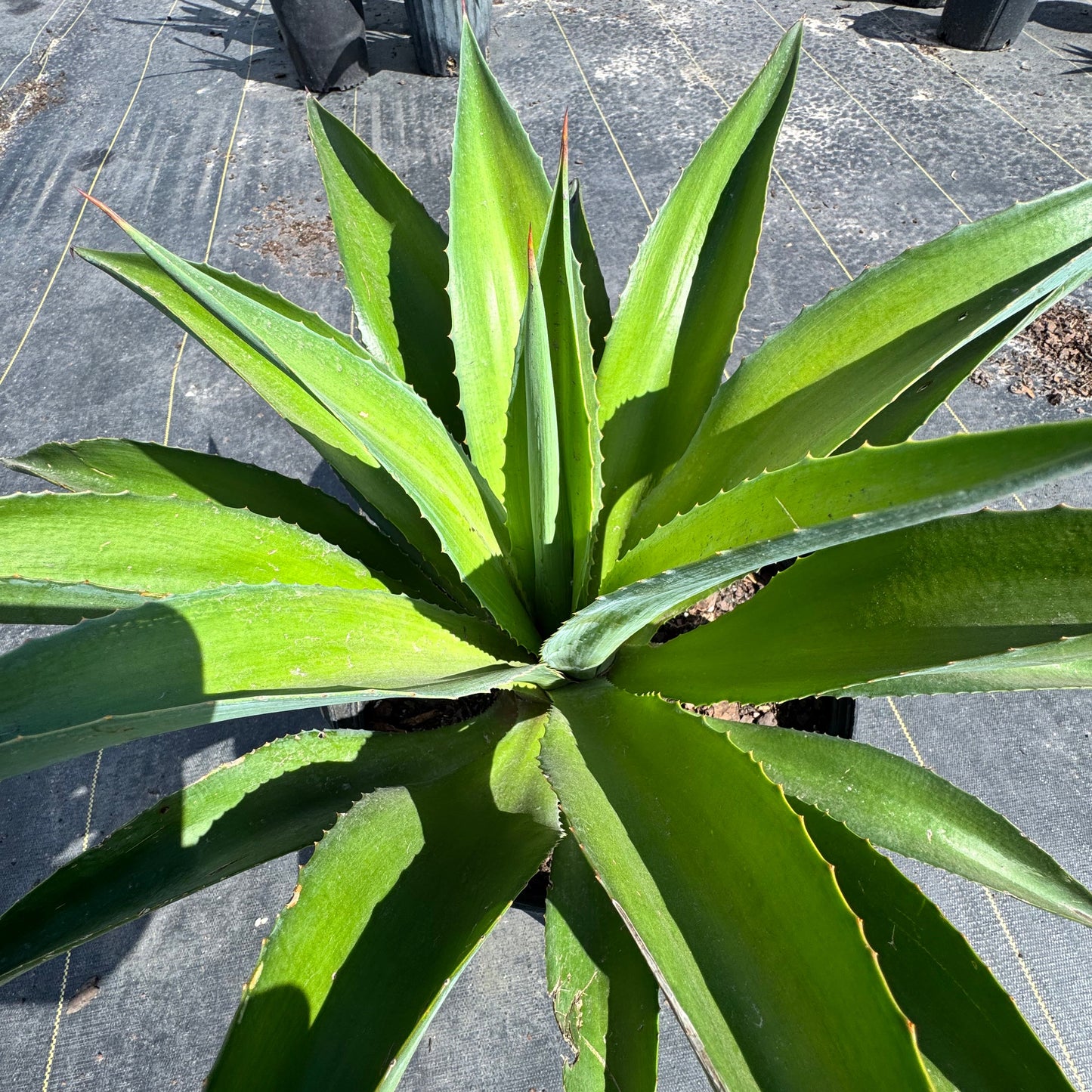 Smooth Agave