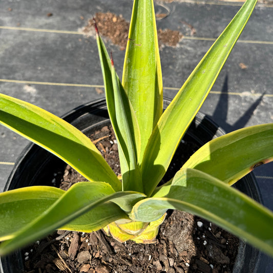 Variegated Desmettiana Agave