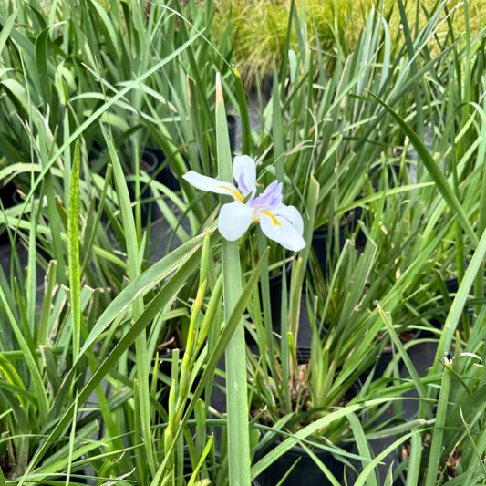 African Iris