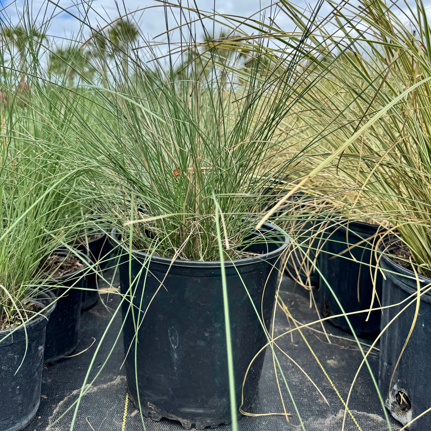 Muhly Grass