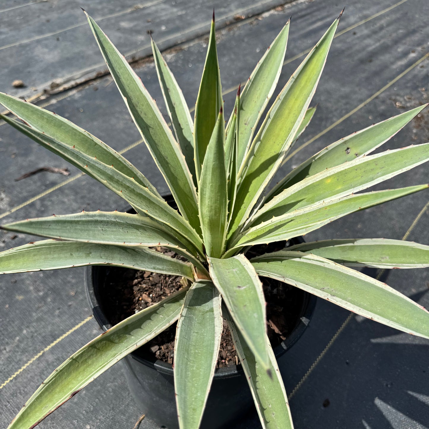 Spanish Dagger Agave