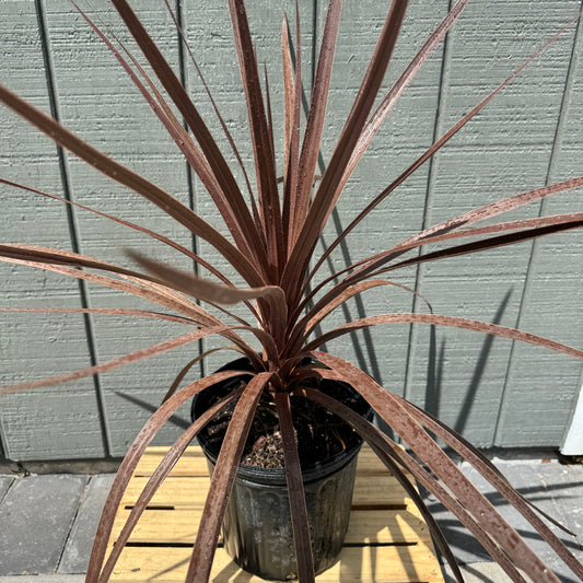 Cordyline Red Star