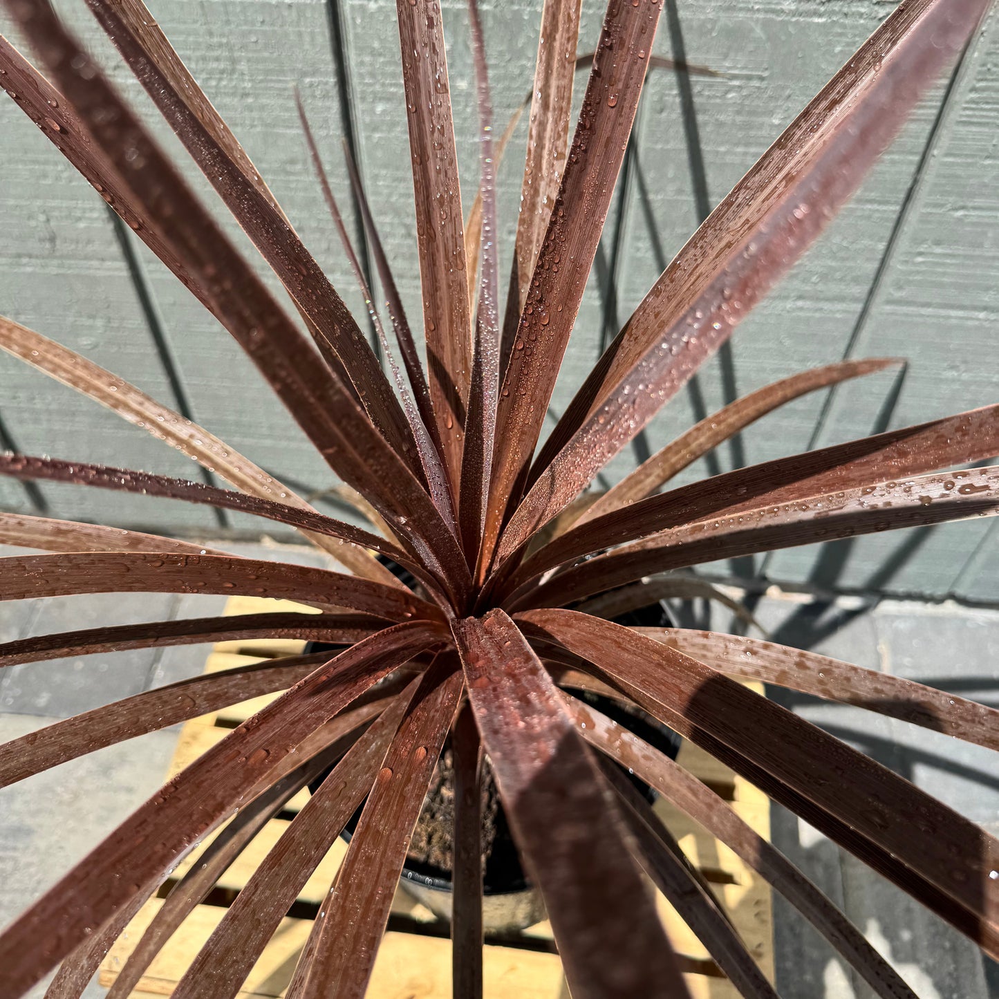Cordyline Red Star
