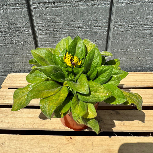 Rudabeckia Claire