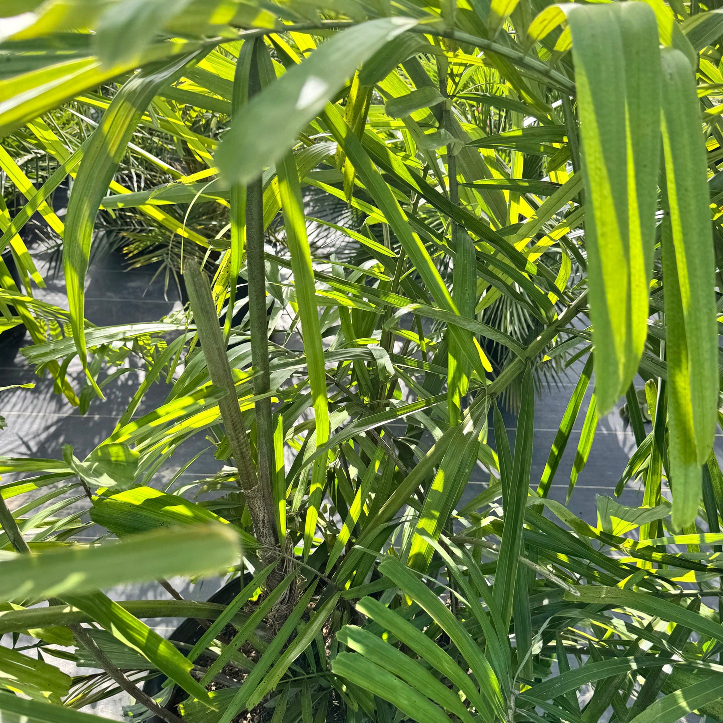 Sugar Palm
