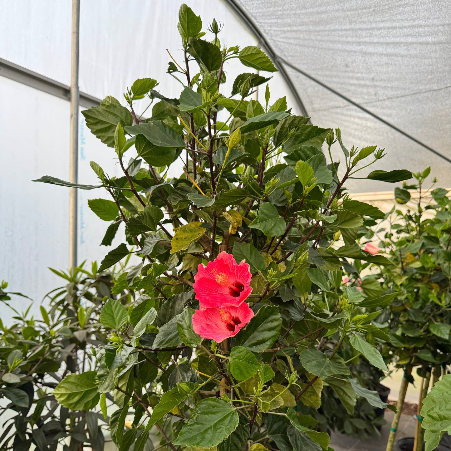 Hibiscus