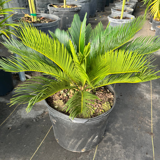 Sago Palm