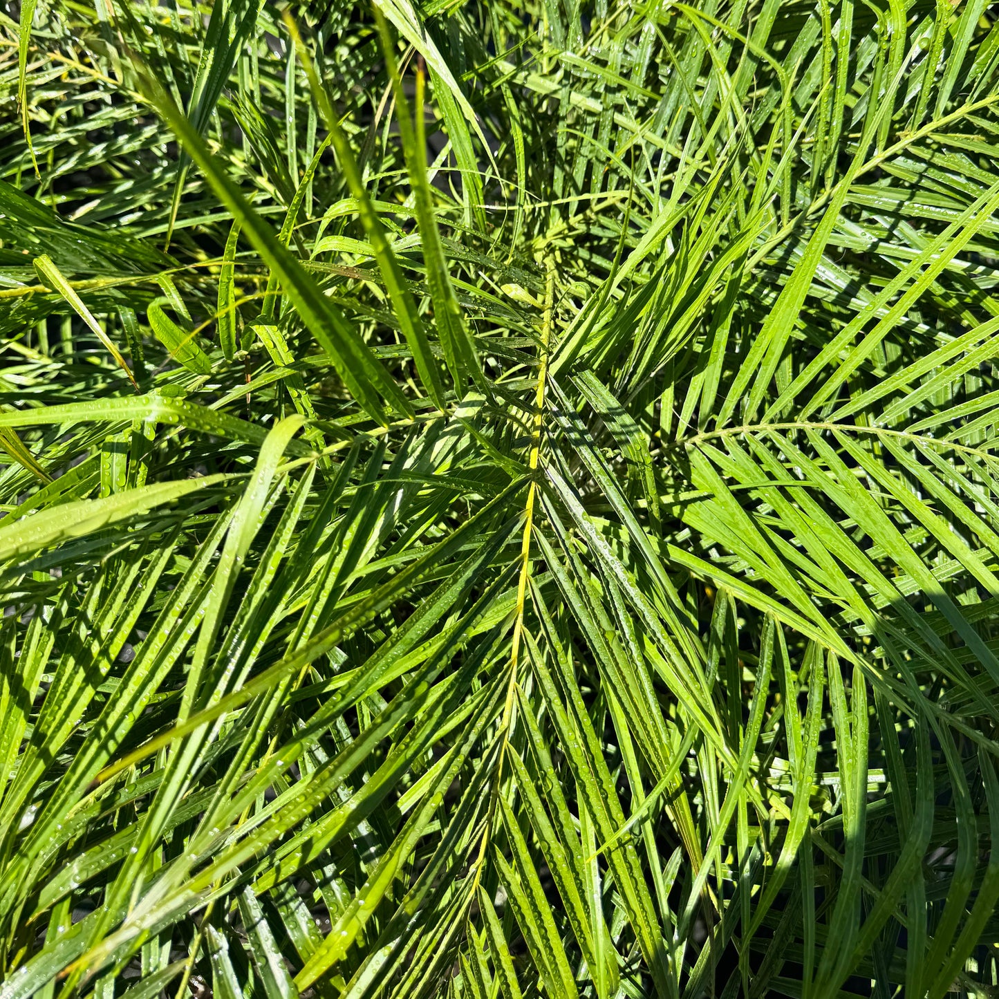Pygmy Date Palm (Roebelenii)