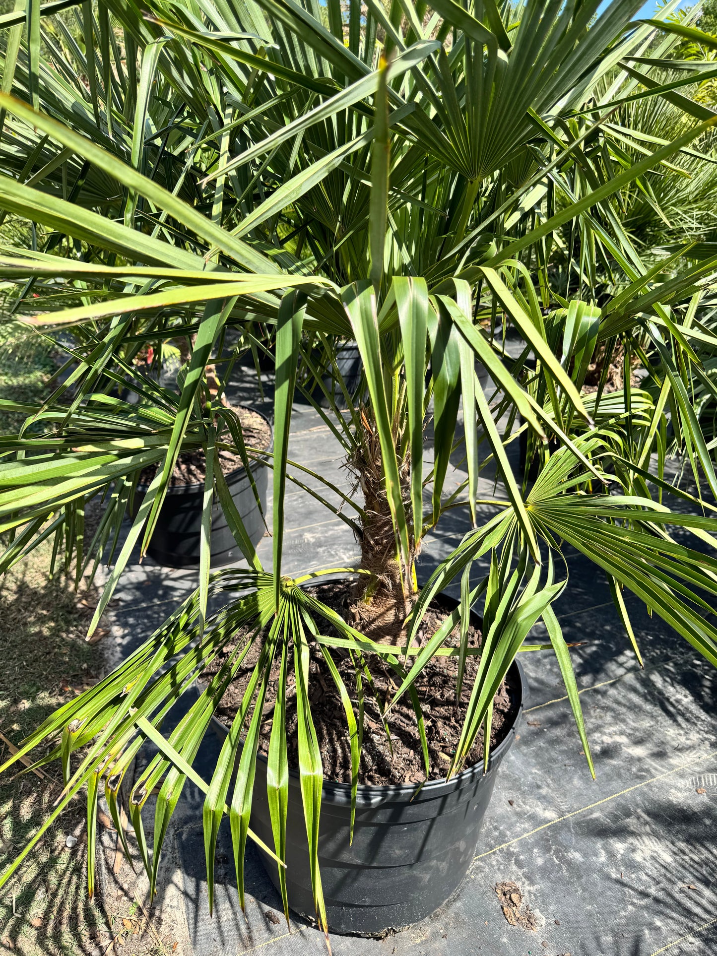 Windmill Palm
