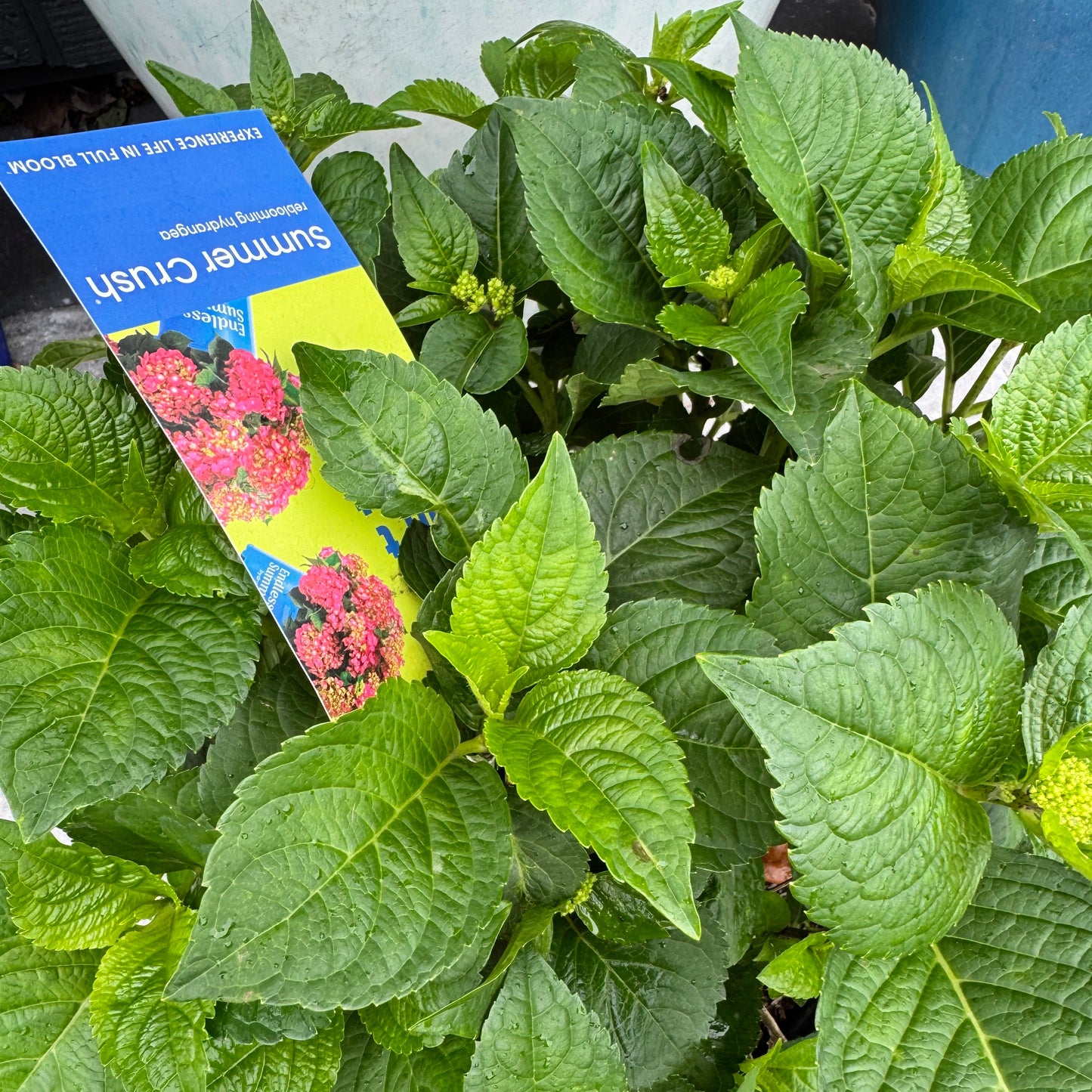 Hydrangea ‘Summer Crush’