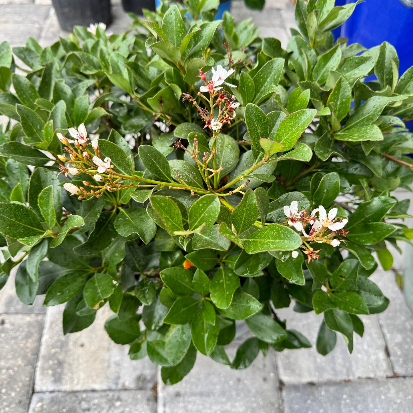 Indian Hawthorn