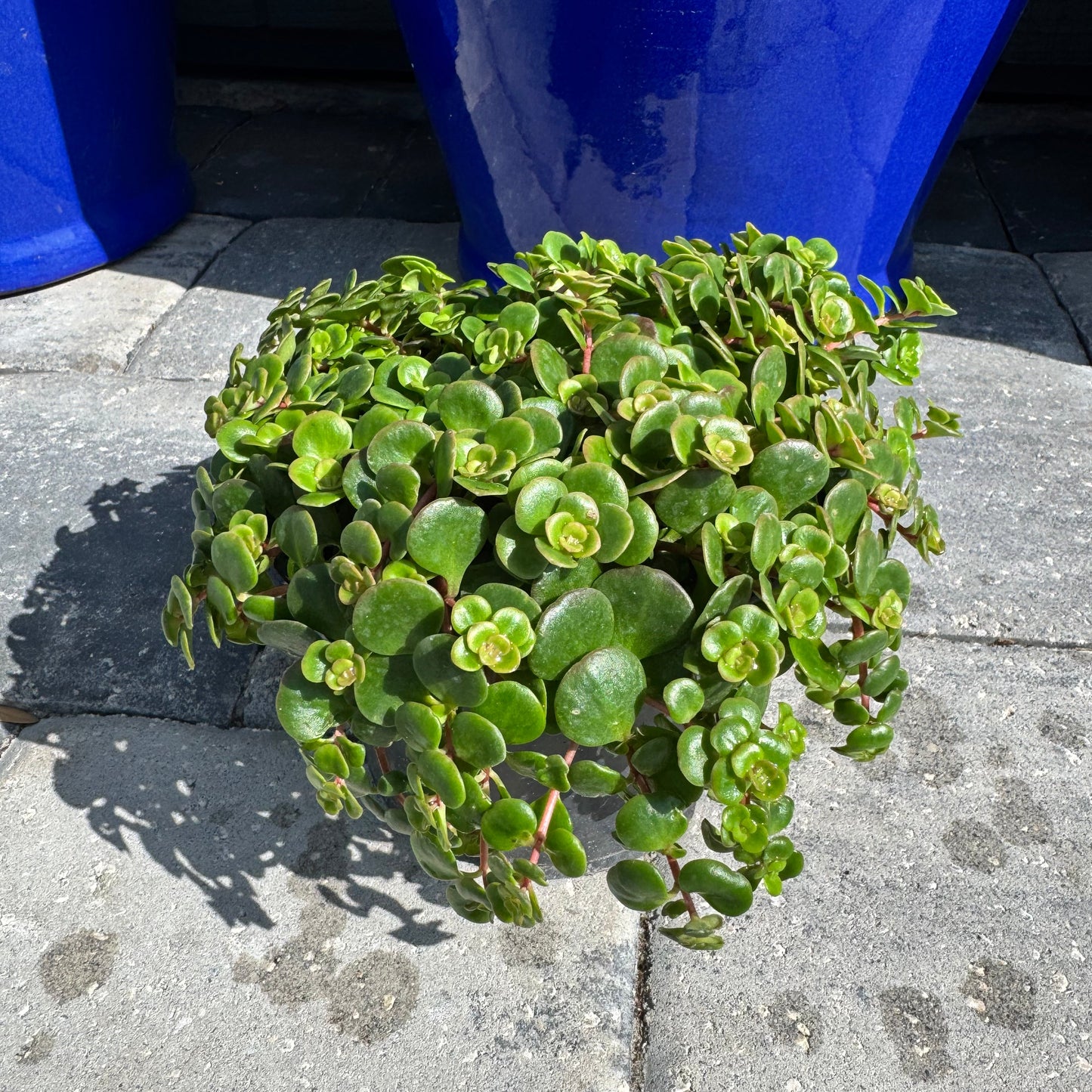 Sedum